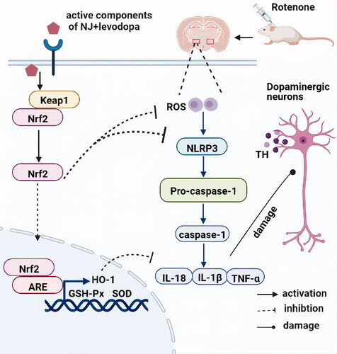 Figure 9. The proposed mechanism of NJ and levodopa actions led to the alleviation of PD symptoms in a rat model through the activation of Nrf2 and inhibition of NLRP3 signaling pathway.