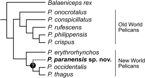 FIGURE 4. Hypothesized phylogenetic relationships of Pelecanus paranensis based on the morphological features of the pelvis observed in this study. The tree is based on the molecular phylogeny of extant pelicans of Kennedy et al. (Citation2013).