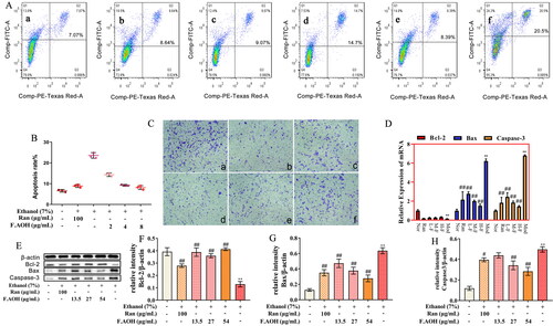 Figure 3. F.AOH promoted proliferation, migration and inhibiting apoptosis of GES-1 cells in vitro. (A, B) Flow cytometry and apoptosis rates for each group: (a) normal group, (b) positive control group ranitidine, (c) F.AOH low- (13.5 mg/kg), (d) medium- (27 mg/kg), (e) high-dose- (54 mg/kg), (f) model group treated with ethanol; (C) F.AOH can promote the penetration rate of GES-1 cells in transwell test: (a) normal group, (b) model group treated with ethanol, (c) positive control group ranitidine, (d) F.AOH low- (13.5 mg/kg), (e) medium- (27 mg/kg), (f) high-dose- (54 mg/kg); (D–H) F.AOH inhibiting the expression of Bcl-2/Bax/caspase-3 pathway proteins and mRNA in GES-1 apoptosis in vitro. *p < 0.05 and **p < 0.01 compared with normal group; #p < 0.05 and ##p < 0.01 compared with model group.