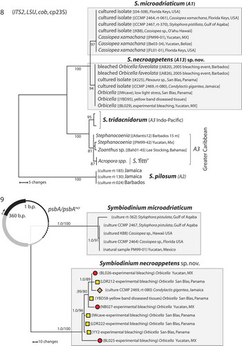 Figs 8–9. The phylogenetic analyses of nucleotide sequences. Fig. 8. Phylogenetic analyses (2421 bases) of rDNA (ITS2 and LSU), partial cp23S and cytochrome b (cob) from S. necroappetens (formerly type A13 or A1.1) distinguish this species lineage from S. microadriaticum (A1). The chloroplast large-subunit (cp23S) further resolved these from other Clade A lineages. The numbers below the branches indicate MP bootstrap values >75. Fig. 9. Genetic differentiation between S. necroappetens and S. microadriaticum as resolved by the psbAncr. The phylogenetic analysis of partial sequences of the PsbA gene (D1 protein of photosystem II) and non-coding region (ncr) of the chloroplast minicircle (region sequenced is indicated by the black colour portion of the graphic that overlays the phylogeny in the upper left-hand corner). PsbAncr haplotypes from each species are resolved into well-separated, highly divergent sequence clusters. Symbols next to each terminal branch correspond to the geographic origin of each S. necroappetens haplotype (seeFig. 5). The numbers below the branches indicate the Bayesian posterior probability (left) and MP bootstrap values (right). Posterior probabilities ≥0.9 are shown.