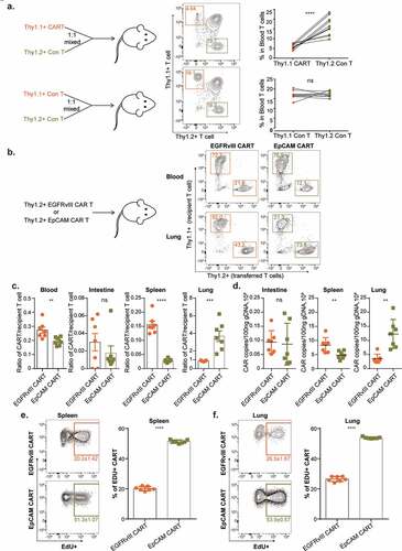 Figure 6. Antigen-dependent and selective accumulation of EpCAM CAR-T cells in lung.