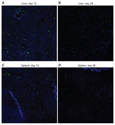 Figure 9 Immunofluorescence images (original magnification 200×) of liver and spleen tissues from toxicity analysis in female C57Bl/6 mice.Notes: Slide mounted sections (5 μm) of liver (A, day13; B, day 28) and spleen (C, day 13; D, day 28) following administration of cisplatin-loaded cl-micelles at a cisplatin equivalent dose of 4 mg/kg were stained for PEG (anti-PEG antibody, green) and nuclei (4′,6-diamidino-2-phenylindole, blue). Significant decrease in PEG staining in day 28 tissues was seen relative to corresponding day 13 tissues. Treatment was administered by bolus intravenous tail vein injection (n = 5), four treatments in total, with each treatment at a 4-day interval. The animals were sacrificed using CO2 euthanasia on day 13 and day 28 for toxicity analysis.Abbreviation: PEG, poly(ethylene glycol).
