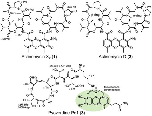 Figure 1. Structures of actinomycins X2 (1) and D (2) and pyoverdine Pc1 (3).