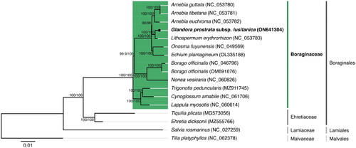 Figure 3. Maximum-likelihood tree inferred from the nucleotide sequences coding for the shared proteome from Glandora prostrata subsp. lusitanica isolate BPTPS049 and all 12 verified and complete chloroplast genomes belonging to the Boraginaceae family available in GenBank (accession date: 1 June 2022; see supplemental material for additional details). Numbers attached to the branches show the SH-aLRT and the UFBoot2 per cent supports (SH-aLRT/UFBoot2). Ehretia dicksonii (Ehretiaceae), Tiquilia plicata (Ehretiaceae), Salvia rosmarinus (Lamiaceae), and Tilia platyphyllos (Malvaceae) were used as outgroups to the Boraginaceae family (see supplemental material for additional details).