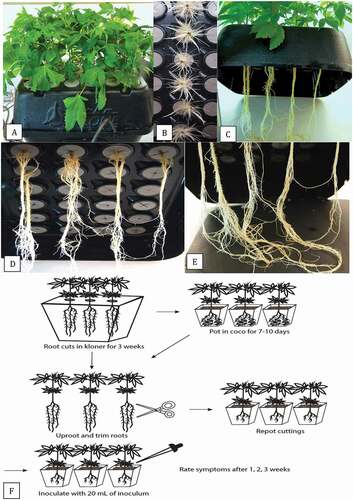 Fig. 4 (Colour online) Propagation of vegetative cuttings by rooting in a TurboKlone T24 Turbo mini aeroponic cloning system. (a) Cuttings with foliage growth 2 weeks after they were introduced into the cloner. (b) Roots emerging from the exposed end of the cutting following treatment with rooting hormone. (c) Elongated roots developing from the cuttings 3 weeks after they were introduced into the cloner. (d, e) Total root length from the cut end of the stem to the bottom of the reservoir is about 30 cm. (f) Schematic representation of the inoculation method for testing the pathogenicity of isolates of Pythium spp. recovered from cannabis plants. Details are presented in the materials and methods.