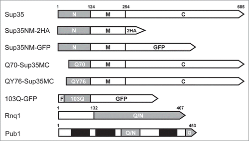 Figure 1 Schematic representation of the proteins used in this work. N, M, C, Sup35 domains. 2HA, double hemagglutinin tag. F, FLAG tag. Grey bars, amyloidogenic regions; Q/N, Q/N-rich; Q, Q-rich. Black bars, RNA-binding domains of Pub1.