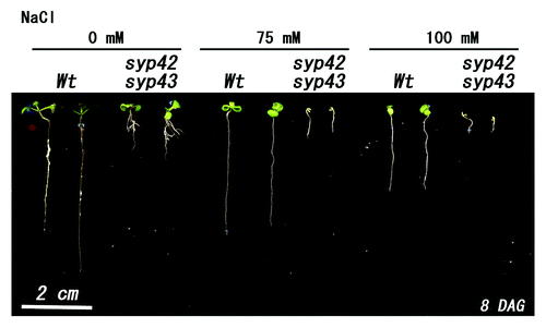 Figure 1. Growth of syp42syp43 double mutants under salinity stress. Wild-type and the syp42syp43 double mutant were sown on MS medium containing 0, 75, or 150 mM NaCl and grown for 8 d at 22°C under continuous light. Growth of syp42syp43 was clearly inhibited. Scale bar = 2 cm.