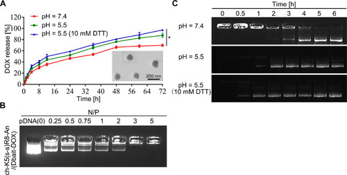 Figure 1. Characterization of ch-K5(s-s)R8-An/Dbait micelles and ch-K5(s-s)R8-An/(Dbait-DOX) micelles. (A) Time-dependent DOX release and TEM image of ch-K5(s-s)R8-An/(Dbait-DOX) micelles. (B) Agarose gel electrophoresis of Dbait binding affinity toward ch-K5(s-s)R8-An/(Dbait-DOX) micelles at an increasing N/P ratio. (C) Time-dependent Dbait release from ch-K5(s-s)R8-An/(Dbait-DOX). (n = 3, *P < 0.05).