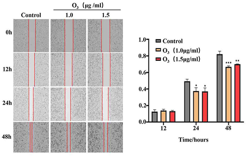 Figure 2 Ozonated water suppresses BELL7402 cell migration. Representative images and quantification of BELL7402 cells in wound healing assays, ×100 *P<0.05, **P<0.01, ***P<0.001, n=3.