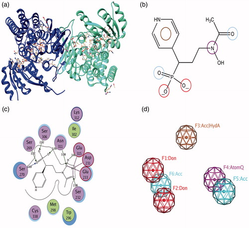 Figure 2. (a) Crystal structure of the PfDXR in complex with inhibitor; (b) Essential chemical features for the generation of pharmacophore; (c) Schematic 2D view of the interactions between fosmidomycin derivative and binding pocket residues; (d) Three dimensional six point pharmacophore model generated by MOE.