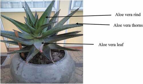 Figure 1. Aloe greatheadii var. davyana. .