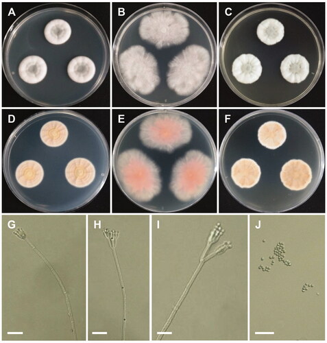 Figure 3. Morphology of Penicillium camponotum. (A,D) Colonies on Czapek yeast autolysate agar (CYA); (B,E) Colonies on Blakeslee’s malt extract agar (MEA); (C,F) Colonies on yeast malt extract agar (YES). (A–C: obverse view, D–F: reverse view). (G–I) Conidiophores; (J) Conidia (scale bars: G–J = 20 μm).