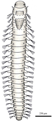 Figure 4. Dorsal view of an entire specimen of Iospilus phalachroides. Scale bar: 250 µm.
