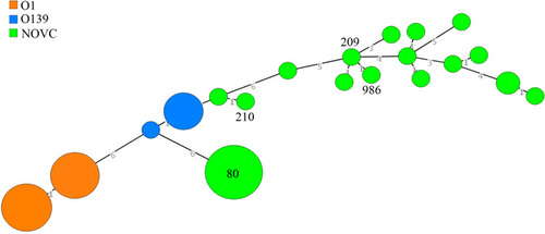 Figure 2 Minimum spanning tree analysis of NOVC isolates based on multilocus sequence typing data according to sequence type (ST). The number in the circle indicates the ST and the size of the circle corresponds the total number of isolates belonging to that ST. The number of different alleles between STs is indicated on the branches.