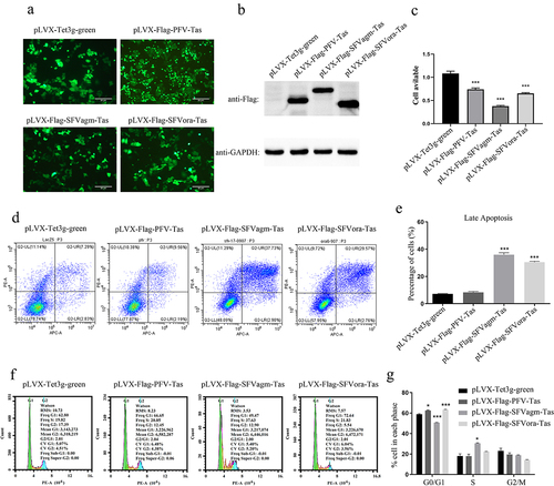 Figure 1. Tas of foamy viruses inhibited cell proliferation. The stable cell lines, pLVX-Flag-PFV-Tas, pLVX-Flag-SFVagm-Tas and pLVX-Flag-SFVora-Tas, were induced by 1ug/ml Dox for 48 h, and the stable cell line pLVX-Tet3g-green was used as a mock group. The expression of Tas was verified by fluorescence microscopy (a) and Western blotting (b), and the scale bars in images of microscope represent 20 µm. The cell proliferation was inhibited by SFVagm, SFVora and PFV Tas proteins with MTT assay (c). The apoptosis rate was confirmed by annexin V-APC and propidium iodide (PI) staining and confirmed by flow cytometry (d). The proportion of late apoptotic cells displayed that pLVX-Flag-SFVagm-Tas and pLVX-Flag-SFVora-Tas cell lines were induced significantly apoptotic compared to the mock group pLVX-Tet3g-green, but the pLVX-Flag-PFV-Tas cell line showed no difference. All data are presented as the mean ± SD (n = 3). *p < 0.05, **p < 0.01, ***p < 0.001 (e). The cell cycle arrest analysis was conducted by propidium iodide (PI) staining and confirmed by flow cytometry (f). The proportion of cells in different stages of division cycle was calculated by 3 independent experiments. pLVX-Flag-PFV-Tas and pLVX-Flag-SFVora-Tas cell lines were much more prompted in the G0/G1 phase, but pLVX-Flag-SFVagm-Tas cell line showed inverse results. All data are presented as the mean ± SD (n = 3). *p < 0.05, **p < 0.01, ***p < 0.001 (g).