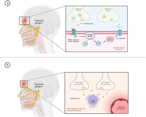 Figure 1. Hypothesized mechanisms of PACAP-induced migraine. The trigeminovascular activation results in sensory release of pituitary adenylate cyclase-activating peptide-38 (PACAP-38) that dilates intracranial and dural arteries and promotes the increase in extracellular potassium by activating the ATP-sensitive potassium channels (KATP channels) (a). PACAP-38 activates the Mas-related G-protein coupled receptor X2 (MRGPX2) on meningeal mast cells to release various neuroinflammatory mediators in close proximity to meningeal afferent fibers (b). Created with BioRender.com.
