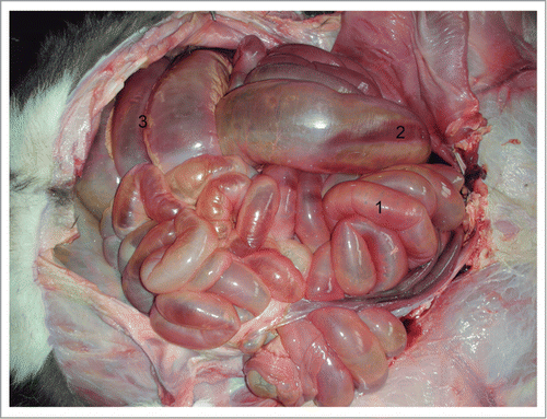 Figure 2. Dilated intestine: 1) Jejunum; 2) Cecum; 3) Spiral loop of ascending colon.