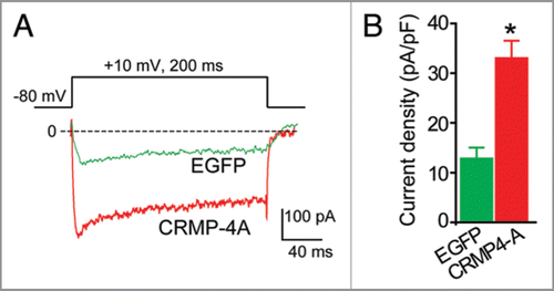 Figure 2 CRMP-4 enhances Ca2+ current density in hippocampal neurons. (A) Exemplar current traces obtained from a cell transfected with EGFP and CRMP-4-EGFP evoked by 200-ms steps to +10 mV applied from a holding potential of -80 mV, as shown in the voltage protocol above the traces. Bath solutions contained 1 µM TT X, 10 mM TE A and 1 µM Nifidepine to block Na+, K+ and L-type voltage-gated Ca2+ channels, respectively. (B) Peak current density (pA/pF) measured at +10 mV for EGFP (n = 8) or CRMP-4a-EGFP (n = 8) transfected neurons. *p < 0.05 versus EGFP (One-way ANOVA).
