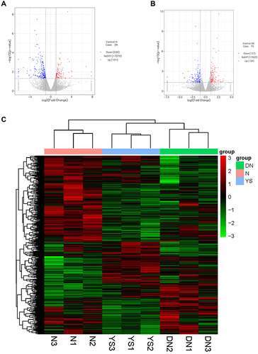 Figure 2 Differentially expressed genes (DEGs) of the normal group versus DN group and YS group. (A) The volcano map of 321 DEGs between the normal group and DN group. (B) The volcano map of 261 DEGs between DN group and YS group. (C) Hierarchical clustering analysis of kidney samples between normal group, DN group and YS group, from 3 independent rats. The abscissa represents the log2FoldChange, and the ordinate indicates -log10 (p-value) of gene expression between the two groups. Up-regulated genes were red dots and down-regulated genes were blue dots.