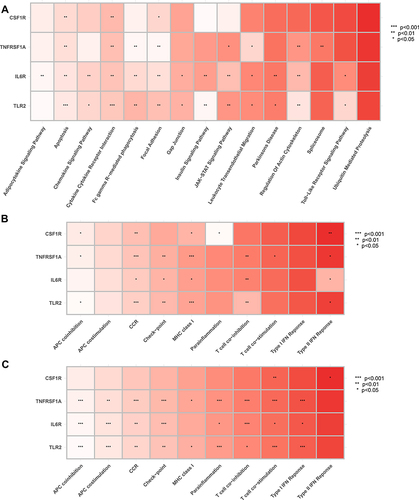 Figure 13 Correlation between hub genes and pivotal molecular pathways. (A) GESM sets based on GSVA. (B) GESM sets based on ssGSEA. (C) GSE143272 sets based on ssGSEA. *p < 0.05, **p ≤ 0.01, and ***p ≤ 0.001.