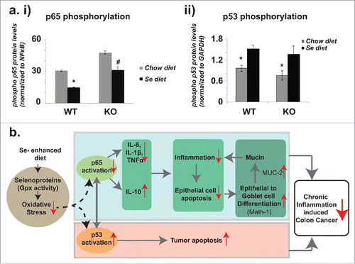 Figure 4. Selenium's effects on p65 and p53 phosphorylation and the protection model against CICC. (a) i) Comparisons in p65 phosphorylation in DSS+DMH administered mice on regular chow diet and Se diet. Ratios of phospho p65 to total p65 levels were derived from the Western Blot data (representative image shown in SI-5). ii) Comparisons in p53 phosphorylation in DSS+DMH administered mice on regular chow diet and Se diet. Ratios of phospho p53 to GAPDH levels were derived from the Western Blot data (representative image shown in SI-6). *p < 0.05 and #p < 0.01, significance in difference between mice on control and Se diets were determined using one way ANOVA, (b) Selenium protection model: Se-mediated reduction of inflammation and increase in tumor apoptosis in colon tissues of DSS+DMH administered mice. According to this model, one mode of Se's protection involves the downregulation of inflammation that is driven by decreased phosphorylation of p65 global transcription factor and which results in decrease of pro-inflammatory cytokines IL-6, TNFα and IL-1β and increase in anti-inflammatory cytokine IL-10. The decrease in inflammation reduces epithelial cell apoptosis in non-tumor regions and thereby supports the epithelial to goblet cell differentiation (mediated by increase in Math-1) resulting in higher production of mucin (mediated by increase in Muc-2), a glycoprotein that in turn has protective effects against colon cancer. In the second mode, Se simultaneously results in increased tumor apoptosis possibly by Bax pathway (suggested by increase in cleaved caspase 9 levels), which in turn mediated by increase in phosphorylation of the tumor suppressor p53. Gray solid arrows represent mechanisms that have been established previously (and cited in the text). Red arrows (upward, increase and downward, decrease) are results reported in the current study. Our results suggest that Se mediated drop in oxidative stress regulates the cross-talk between p65 and p53; this molecular mechanism underlying this regulation remains unknown (dashed arrows) and will be elucidated in our future studies.