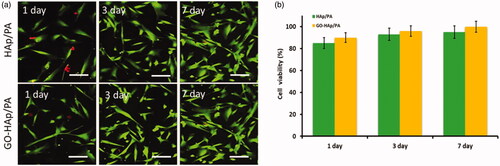 Figure 3. Live/dead assay method to investigate cell compatibility and survival of the fibroblast cell line treated with prepared nanocomposite (scale bar = 50 µm) (A) Fluorescence microscopic images (B) MTT assay showing cell viability.