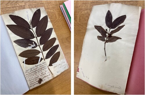 Figure 3 and 4. Examples of plants from the University of Oxford’s Herbarium: the specimen on the left is accompanied by a thorough handwritten description noted down at the time of collection, while the specimen on the right has virtually no information about the plant’s habitat, the circumstances under which it was collected or the plant’s original use and history. Source: Photos taken by the author during fieldwork at the University of Oxford’s Department of Plant Science in May 2022.