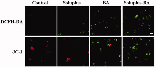 Figure 5. Soluplus-BA micelles induce ROS-mediated mitochondrial apoptosis pathway. MDA-MB-231 cells were treated with Soluplus-BA or BA for 48 h. Cells were stained with DCFH-DA (20 min) or JC-1 (30 min) and photographed under a fluorescence microscope (Bar = 50 µm).
