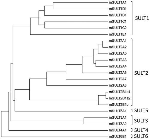 Figure 2. Phylogenic tree analysis of mouse SULTs on the basis of their amino acid sequences. Notes: The dendrogram shows the degree of amino acid sequence homology among mouse SULTs. Protein sequences were extracted from the GeneBank database and accession number of individual SULTs are as follows: mSULT1A1(NP_598431), mSULT1B1 (NP_063931), mSULT1C1 (NP_061221), mSULT1C2 (NP_081211), mSULT1D1 (NP_058051), mSULT1E1 (NP_075624), mSULT2A1 (NP_001104766), mSULT2A2 (AAA40145), mSULT2A3 (NP_001095056), mSULT2A4(NP_001095004), mSULT2A5 (NP_001171909), mSULT2A6 (NP_001074794), mSULT2A7 (modified from LOC194586), mSULT2A8 (NP_780459), mSULT2B1a1(XP_006541060), mSULT2B1a2(XP_006541061), mSULT2B1b (NP_059493), mSULT3A1(NP_065590), mSULT3A2 (NP_001094922), mSULT4A1 (NP_038901), mSULT5A1 (NP_065589), mSULT6B1 (NP_001157097). Construction of dendrogram was performed based on the methods as described in “Materials and Methods”.