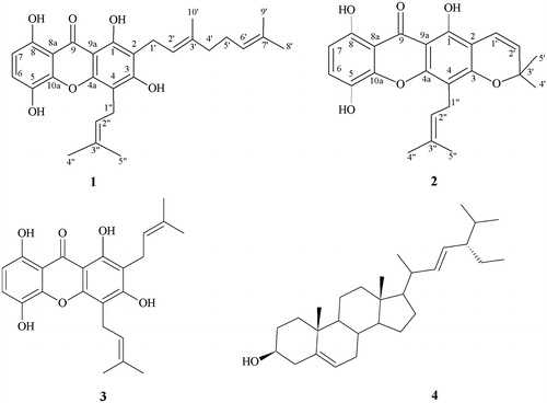Figure 1. Molecular structure of compounds isolated of from branches of G. achachairu.