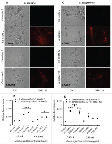Figure 3. Intracellular ROS accumulation detected using fluorescence microscopy and fluorescence spectrophotometry in C. albicans (CAS-S isolate 2 and CAS-NS isolate 6) and C. parapsilosis (CAS-S isolate 7 and CAS-NS isolate 12) cells treated with MICA. Fluorescence images and relative fluorescence of CAS-S and CAS-NS strains of C. albicans (A, B) stained with DHR-123. Fluorescence images and relative fluorescence of CAS-S and CAS-NS strains of C. parapsilosis (C, D) stained with DHR-123. DIC: differential interference contrast; Ca: C. albicans; Cp: C. parapsilosis; C: untreated control. *P < 0.05; ***P < 0.0001 (compared with untreated controls).