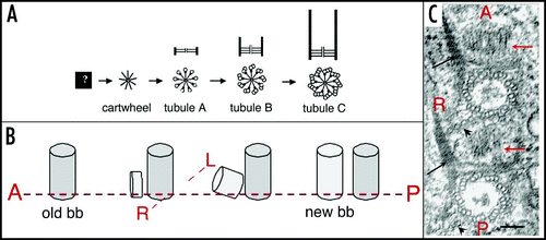 Figure 3 Basal body duplication. (A) Polarity of basal body duplication in Paramecium. Each new basal body (new bb), develops at right angles and anterior to its mother (old bb), then tilts up to become inserted in the cortex, along the same basal body row as the mother organelle.Citation4 Fibrous links connect mother and daughter basal bodies. (B) Basal body duplication in situ. This electron microscopic view of basal body duplication shows two old bbs in cross-section and two new bbs (thick arrows), still in orthogonal position, anterior to the old bbs and aligned along the row. The A-P and R-L polarities of the rows are indicated: these polarities are indicated by the position and orientation of two basal body appendages, the ciliary rootlets (thin arrows) and a microtubule ribbon (arrowheads). Bar: 100 nm. Image: courtesy of N. Garreau de Loubresse. (C) The assembly line. The scheme takes into account recent data on the molecular dissection of basal body/centriole assembly in C. elegans, Drosophila and human cells and depicts the likely general stepwise scaffolding process leading to assembly of a centriole/basal body. The earliest detectable seed is a “central tube”, forming the axis of the cartwheel corresponding to the onset of the ninefold symmetry. Then at the apex of the 9 radii, the sequential assembly and elongation of microtubule will result in the final cylinder of microtubule triplets. The same sequence is likely to take place in both templated and de novo pathway.Citation20–Citation23,Citation25,Citation26 A central tube appears as the first identified seed of the organelle; the 9-branched star symbolizes the required prepattern for the characteristic ninefold symmetry of the microtubule cylinder which elongates along with the sequential addition of tubules A–C.