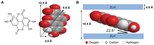 Figure 2 Molecular structure of EA and three-dimensional molecular size of EA (A) and spatial orientation of EA in ZLH inorganic interlayers (B).Abbreviations: EA, ellagic acid; ZLH, zinc layered hydroxide.