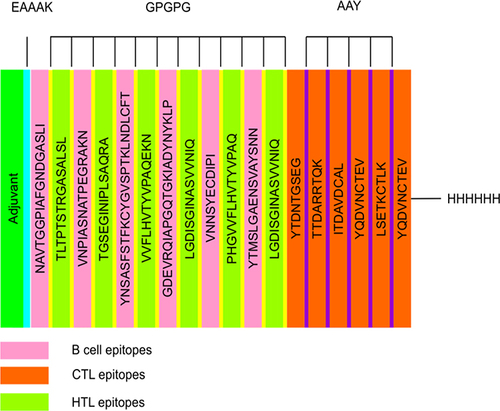 Figure 1 Schematic presentation of the multi-epitope vaccine. The 472-amino acid long peptide sequence contains an adjuvant (green) at the amino-terminal end and is connected to the multi-epitope sequence via an EAAAK linker (cyan). B and HTL epitopes are linked using GPGPG linkers (yellow), whereas CTL epitopes (Orange) are linked using AAY linkers (purple). At the Carboxy terminus, a 6x-His tag is inserted for purification and identification purposes.