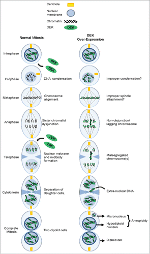 Figure 8. Working model: The consequence of DEK overexpression in mitosis. (A) A schematic detailing the various stages of mitosis including the loss of DEK association with chromatin in prophase and re-association in telophase. (B) The over-expression of DEK leads to its aberrant retention on mitotic chromosomes throughout mitosis. The end result is malsegregated chromosomes that end up as micronuclei in daughter cells.