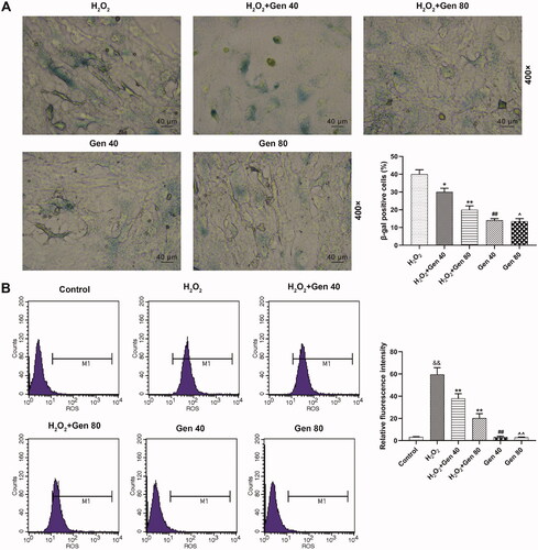 Figure 3. H2O2-induced HUVEC senescence and ROS level were reversed by Gen. (A) H2O2-induced HUVEC senescence after 40 and 80 μg/mL Gen treatment for 24 h was detected by β-galactosidase staining. Magnification: ×400, scale bar = 40 µm. (B) The level of ROS H2O2-induced HUVEC after 40 and 80 μg/mL Gen treatment for 24 h was detected by flow cytometry. All experiments were performed in triplicate and the experimental data were expressed as mean ± standard deviation (SD) (&&p< 0.01, vs. control; *p< 0.05, **p< 0.01, vs. H2O2; ##p< 0.01, vs. H2O2+Gen40; ∧p< 0.05, ∧∧p< 0.01, vs. H2O2+Gen80) HUVECs: human umbilical vein endothelial cells.