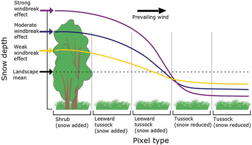 Figure 1. Shrub effects on relative snow depth in five linear pixels within the 10000-pixel simulated landscape. Snow preferentially accumulates in shrub patches and to a lesser extent in the two leeward tussock patches. Consequently, tussock patches further from shrub patches accumulate less snow than the landscape mean. Exact snow-depth quantities depend on the strength of the windbreak effect, which is empirically related to shrub height. In addition to the windbreak effect shown here, the simulation also varies the density of shrub pixels and mean snow depth across the landscape.