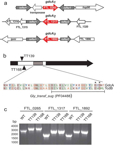Figure 2. Genomic organization and insertional mutagenesis of alleles encoding GdcA. (a) Schematic maps depicting the three gdcA alleles (red) in the LVS genome. The two ORFs comprising the transposase of isftu2 (FTL_1318 and FTL_1319; FTL_1893 and FTL_1894) are represented by a single arrow for simplicity. Intergenic regions are not drawn to scale. (b) Relative locations of Targetron (TT) intron insertions after the 139th (TT139) and 168th (TT168) nucleotides of gdcA1-3. The white segment corresponds to the predicted glycosyltransferase sugar-binding region and the gray segment has high similarity to TcdA/B that includes the DXD motif (pfam04488). The alignment of GdcA (top) and TcdB (bottom) is shown below the diagram with conserved aspartic acids identified with asterisks and a bracket identifying the portion that was deleted in the domain deletion. C. PCR from genomic DNA using locus-specific primers depicting the shift of amplicon size by ~ 1 kb corresponding to intron insertions into each locus.