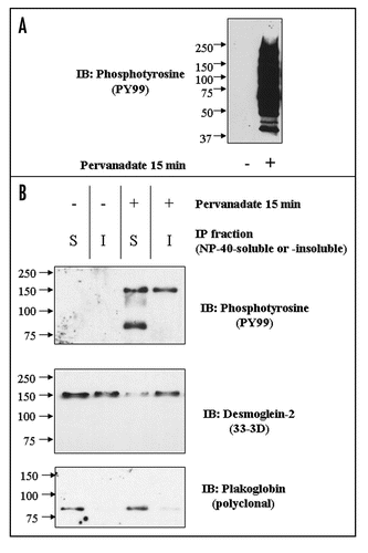 Figure 3 (A) Pervanadate induces extensive tyrosine phosphorylation of cellular proteins. Equally loaded immunoblots of whole cell extracts untreated (left) and pervanadate-treated (right) MDCK cells with anti-phosphotyrosine antibody PY99. (B) Pervanadate causes tyrosine phosphorylation of Dsg2 and Pg, which co-precipitate from the NP-40-soluble fraction. Cultures were either untreated or treated with pervanadate for 15 minutes prior to detergent fractionation (S = soluble; I = insoluble) and subsequent immunoprecipitation of ectopic mDsg2HA. Samples were fractionated by SDS-PAGE and immunoblotted with an anti-phosphotyrosine antibody. The membrane was then sequentially re-probed for mDsg2HA and Pg.