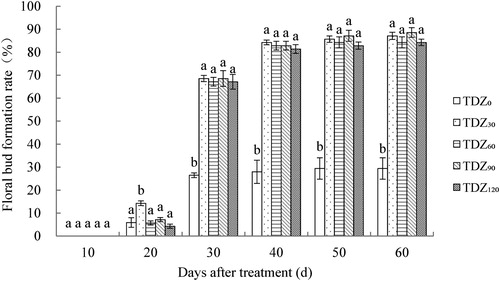 Figure 1. Effect of TDZ concentrations on the floral bud formation rate of Dendrobium ‘Sunya Sunshine’ potted plants. The data were measured every 10 days from the first day of the treatment performed and represent means of 30 plants per treatment ± standard error. Different letters indicated significant differences at P ≤ 5%.
