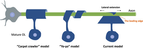 Figure 5 Schematic of Different Wrapping Models Proposed. The “carpet crawler” model proposes that the process flattens into a broad sheet before wrapping. The “yo-yo” model suggests that the OL processes wrap around the axons until an appropriate number of layers are formed, then extend laterally into overlapping sheets. The current model suggests that the triangle-shaped leading edge moves underneath previously deposited layers, followed by lateral extension of each layer of myelin.