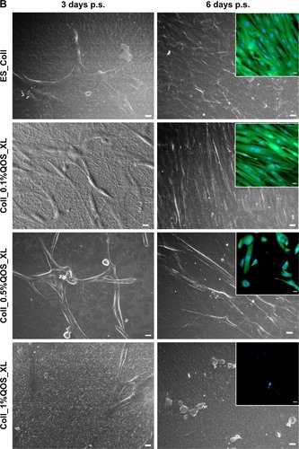 Figure 6 Assessment of biocompatibility of QOS crosslinked collagen mats for primary hDFs. (A) MTS assay showing the metabolic activity of hDFs seeded onto various electrospun mats. The metabolic activity was converted into total cell numbers by calibration method. The average cell numbers is reported as mean ± SD (n=3). Statistical significance is only indicated for ES_Coll and Coll_0.1%QOS_XL (****p<0.0001) at 9 days p.s. (B) SEM images showing the morphology of hDF seeded on various scaffolds after 3 and 6 days p.s. A higher coverage of hDFs seeded on Coll_0.1%QOS_XL was observed compared with other scaffolds. Scale bar = 10 μm. Insets are the confocal images of hDFs (6 days p.s.) after CMFDA staining. Scale bar = 20 μm. The cytotoxic effect of scaffolds containing higher concentrations of QOS in the dope solution corresponded to the MTS results.Abbreviations: CMFDA, 5-chloromethylfluorescein diacetate; QOS, quaternary ammonium organosilane; hDFs, human dermal fibroblasts; MTS, 3-(4,5-dimethylthiazol-2-yl)-5-(3-carboxymethoxyphenyl)-2-(4-sulfophenyl)-2H tetrazolium; SEM, scanning electron microscopy; p.s., postseeding.