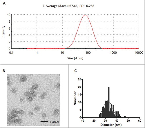 Figure 2. DLS and TEM analysis of 16L1-31L2 chimeric protein. Pure 16L1-31L2 protein was analyzed by DLS (A) and TEM with a magnification of 80,000 × (B). Bar = 100 nm. The diameter distribution of 16L1-31L2 cVLP visualized by TEM was shown by frequency histogram (C).