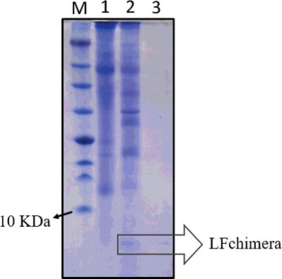 Figure 3. Expression and partial purification of recombinant LFchimera from plant total soluble protein. Tricine SDS-PAGE (16.5%) showing recombinant peptide and purification profile of LFchimera. Lane M, molecular weight marker (Fermentas); Lane 1, total protein from the NT plant; Lane 2, total protein from the T3 transgenic plant; and Lane 3, purified LFchimera using the affinity column.