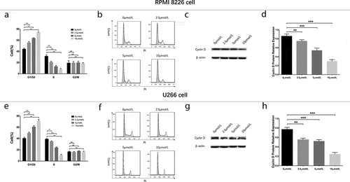 Figure 4. Cell cycle analysis in MM cells treated by different concentrations of GANT61. Statistical graph of cell cycle analysis after treated by various concentrations (0, 2.5, 5, 10 μmol/L) of GANT61 at 24 h in RPMI-8226 cells (a). Cell cycle analysis by flow cytometer after treated by various concentrations (0, 2.5, 5, 10 μmol/L) of GANT61 at 24 h in RPMI-8226 cells (b). Expression of Cyclin D after treated by various concentrations (0, 2.5, 5, 10 μmol/L) of GANT61 at 24 h in RPMI-8226 cells (c, d). Statistical graph of cell cycle analysis after treated by various concentrations (0, 2.5, 5, 10 μmol/L) of GANT61 at 24 h in U266 cells (e). Cell cycle analysis by flow cytometer after treated by various concentrations (0, 2.5, 5, 10 μmol/L) of GANT61 at 24 h in U266 cells (f). Expression of Cyclin D after treated by various concentrations (0, 2.5, 5, 10 μmol/L) of GANT61 at 24 h in U266 cells (g, h). Comparison between two groups was determined by t-test. P value < 0.05 was considered significant. **P < 0.01; ***P < 0.001; NS, no significance; MM, multiple myeloma.