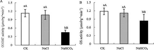 Figure 2. GOGAT activity (a) and GS activity (b) of mulberry leaves under NaCl and NaHCO3 stress. Note: The data are from three replicated experiments (n = 3), and represent means ± SE. Significant differences were expressed by different small letters (P < .05), and very significant differences were expressed by different capital letters (P < .01).