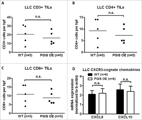 Figure 6. Pulmonary PGIS overexpression has no effect on LLC tumor-infiltrating lymphocytes. Three sections from each animal were stained for (A) CD3+, (B) CD4+, and (C) CD8+ TILs, and three random fields (20x) per section were quantified. The mean was used for analysis; each point represents a single mouse. (D) Two weeks after LLC tumor implantation, total RNA was isolated from tumor-bearing left lungs. CXCL9 and CXCL10 mRNA expression was analyzed by quantitative RT-PCR and normalized to β-actin. Results represent the mean with the S.E.M. indicated. Differences between groups were compared using unpaired t test, n.s. = not significant.