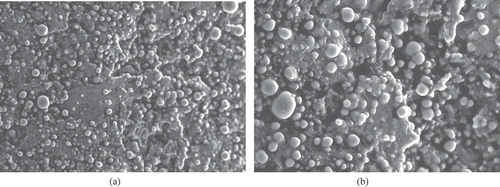 Figure 3. Scanning electron microscopic (SEM) images of full-fat meat emulsion (VOT2) samples: (a) at 500×, (b) at 1000×.