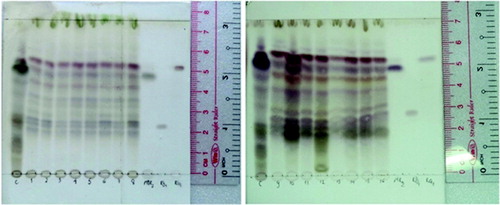 Figure 4. Fraction eluted from P. vietnamensis plantlets cultured in vitro samples. 1–5: red, blue, yellow, white and green LEDs; 6: fluorescent lamp; 7: 3U compact fluorescent lamp; 8–16: red LED combined with blue LED at the ratios of 90:10, 80:20, 70:30, 60:40, 50:50, 40:60, 30:70, 20:80 and 10:90, and reference samples.