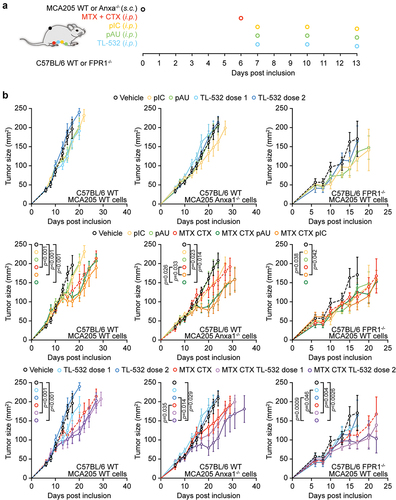 Figure 5. TLR3 agonists restore the efficacy of chemotherapy in defective Anxa1/Fpr1 signaling in fibrosarcoma-bearing mice. (a) Scheme of the in vivo tumor growth experiment. (b) Murine MCA205 cells WT or Anxa1−/− were inoculated s.c. into immunocompetent C57BL/6 WT or Fpr1−/− mice. When tumor became palpable (with a size inferior to 80 mm2) mice received 5.17 mg/kg i.P. mitoxantrone (MTX), 50 mg/kg i.P. cyclophosphamide (CTX), 50 μg/mouse, i.P. poly(I:C) (pIC), 150 µg/mouse i.P. poly(A:U) pAU, and 200 µg/mouse or 2 mg/mouse i.P. TL-532 (injected at days 1, 4, and 7 post treatment), or an equivalent volume of NaCl 0.9%. Tumor growth was routinely assessed using a digital caliper. Of note, data from the right panel represent results of two experiments yielding similar results.